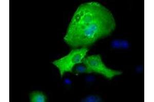 Anti-RFPL1 mouse monoclonal antibody (ABIN2453595) immunofluorescent staining of COS7 cells transiently transfected by pCMV6-ENTRY RFPL1 (RC211141). (RFPL1 anticorps)