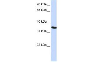 DPPA2 antibody used at 1 ug/ml to detect target protein.