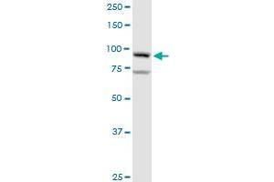 GOLGA1 MaxPab rabbit polyclonal antibody.