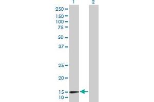 Western Blot analysis of LAMA4 expression in transfected 293T cell line by LAMA4 MaxPab polyclonal antibody. (LAMa4 anticorps  (AA 1-120))
