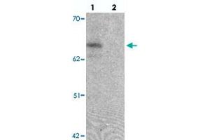 Western blot analysis of ZGPAT in SK-N-SH cell lysate with ZGPAT polyclonal antibody  at 1 ug/mL in (lane 1) the absence and (lane 2) the presence of blocking peptide.