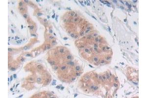 Detection of PAP in Human Stomach Tissue using Polyclonal Antibody to Prostatic Acid Phosphatase (PAP) (ACPP anticorps  (AA 217-386))