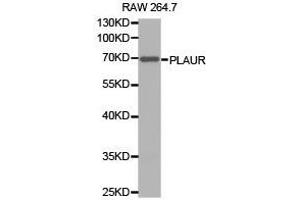 Western Blotting (WB) image for anti-Plasminogen Activator, Urokinase Receptor (PLAUR) antibody (ABIN2650943) (PLAUR anticorps)