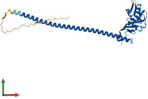 AlphaFold protein structure predicition of Human Recombinant CLEC12B Protein, UniprotID Q2HXU8