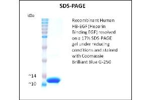SDS-PAGE (SDS) image for Heparin Binding EGF (Active) protein (ABIN5509459) (Heparin Binding EGF (Active) Protéine)