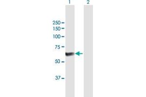 Western Blot analysis of PPP5C expression in transfected 293T cell line by PPP5C MaxPab polyclonal antibody. (PP5 anticorps  (AA 1-499))