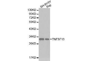 Western blot analysis of SH-SY5Y cell and Raji cell lysate using TNFSF13 antibody. (TNFSF13 anticorps  (AA 105-247))