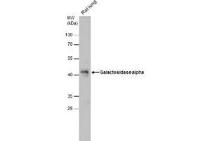 WB Image Galactosidase alpha antibody [N1C2] detects Galactosidase alpha protein by western blot analysis.