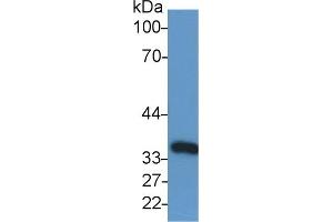 Detection of GAPDH in Human Lung lysate using Anti-Glyceraldehyde-3-Phosphate Dehydrogenase (GAPDH) Monoclonal Antibody (GAPDH anticorps  (AA 2-148))