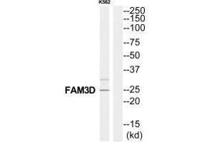 Western blot analysis of extracts from K562 cells, using FAM3D antibody. (FAM3D anticorps  (C-Term))