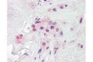 Anti-PON2 antibody IHC of human placenta. (PON2 anticorps  (AA 93-103))