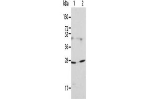 Gel: 12 % SDS-PAGE, Lysate: 40 μg, Lane 1-2: 231 cells, HT29 cells, Primary antibody: ABIN7130018(KLK15 Antibody) at dilution 1/200, Secondary antibody: Goat anti rabbit IgG at 1/8000 dilution, Exposure time: 1 minute (Kallikrein 15 anticorps)