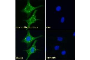 (ABIN6391364) Immunofluorescence analysis of paraformaldehyde fixed HepG2 cells, permeabilized with 0.