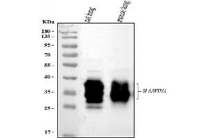 Western blot analysis of SFTPA1/2 using anti-SFTPA1/2 antibody (ABIN3043922). (SFTPA2 anticorps  (C-Term))
