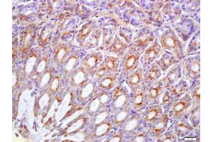 Formalin-fixed and paraffin embedded mouse stomach labeled with Anti-Phospho-Met(Tyr1234/1235) Polyclonal Antibody, Unconjugated (ABIN743843) at 1:200 followed by conjugation to the secondary antibody and DAB staining