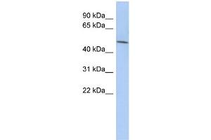 WB Suggested Anti-LRRC42 Antibody Titration: 0.