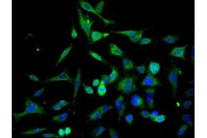 Image provided by One World Lab validation program.