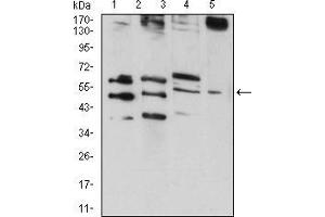 RAD52 anticorps  (AA 269-418)
