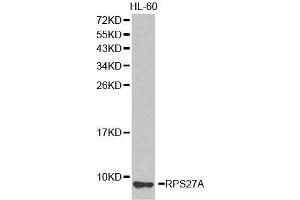 Western blot analysis of extracts of HL-60 cell lines, using RPS27A antibody. (RPS27A anticorps  (AA 1-156))