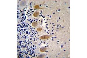Immunohistochemistry analysis in formalin fixed and paraffin embedded human cerebellum tissue reacted with MST1 Antibody (C-term) followed which was peroxidase conjugated to the secondary antibody and followed by DAB staining. (MST1 anticorps  (C-Term))