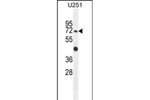 GA1 Antibody (N-term) (ABIN654679 and ABIN2844373) western blot analysis in  cell line lysates (35 μg/lane). (GPAA1 anticorps  (N-Term))