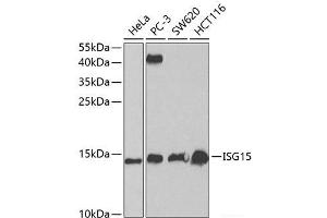 Western blot analysis of extracts of various cell lines using ISG15 Polyclonal Antibody at dilution of 1:1000. (ISG15 anticorps)