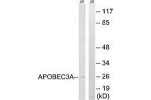 Western blot analysis of extracts from Jurkat cells, using APOBEC3A Antibody.