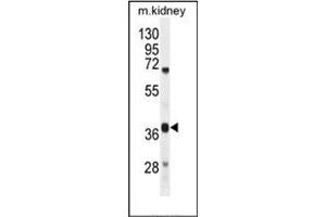 Western blot analysis of DUS4L Antibody  in mouse kidney tissue lysates (35ug/lane). (DUS4L anticorps  (Middle Region))