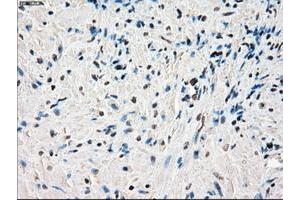 Image no. 2 for anti-P450 (Cytochrome) Oxidoreductase (POR) antibody (ABIN1497747) (POR anticorps)