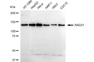 Western blotting analysis using RAD21 antibody (ABIN7800115). (Recombinant RAD21 anticorps)