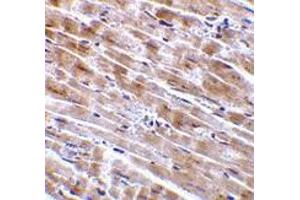 Immunohistochemistry of CTRP3 in mouse heart tissue with CTRP3 antibody at 2 μg/ml. (C1QTNF3 anticorps  (Intermediate Domain))