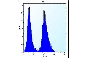 CLDN2 Antibody (C-term ) (ABIN656564 and ABIN2845824) flow cytometric analysis of 293 cells (right histogram) compared to a negative control cell (left histogram).