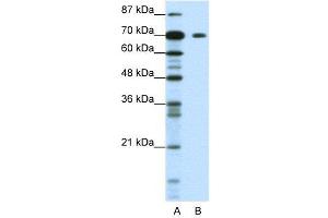 WB Suggested Anti-KLHL26  Antibody Titration: 1. (KLHL26 anticorps  (C-Term))