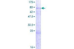 Image no. 1 for BTB (POZ) Domain Containing 1 (BTBD1) (AA 1-482) protein (GST tag) (ABIN1346922)