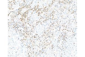 Immunohistochemistry (IHC) image for anti-CD226 (CD226) (AA 19-229) antibody (ABIN7455092)