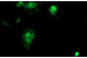 Anti-SMS mouse monoclonal antibody (ABIN2454730) immunofluorescent staining of COS7 cells transiently transfected by pCMV6-ENTRY SMS (RC200619). (SMS anticorps)