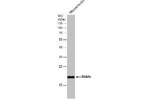 WB Image Mouse tissue extract (50 μg) was separated by 12% SDS-PAGE, and the membrane was blotted with Diablo antibody [N1C3] , diluted at 1:500.