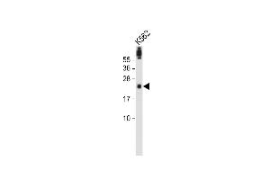 Anti-FA96A Antibody (C-term) at 1:2000 dilution + K562 whole cell lysate Lysates/proteins at 20 μg per lane.