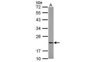 Image no. 2 for anti-Peptidylprolyl Isomerase F (PPIF) (AA 21-207) antibody (ABIN1500361) (PPIF anticorps  (AA 21-207))