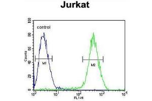 CB2 Antibody (C-term) flow cytometric analysis of Jurkat cells (right histogram) compared to a negative control cell (left histogram). (CNR2 anticorps  (C-Term))