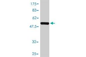 Western Blot detection against Immunogen (51.