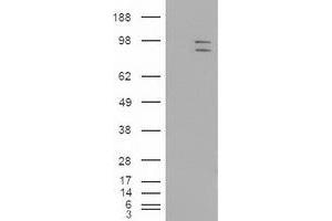 Western Blotting (WB) image for anti-Mitogen-Activated Protein Kinase 6 (MAPK6) (AA 345-721) antibody (ABIN1491432)