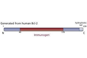 Image no. 3 for anti-B-Cell CLL/lymphoma 2 (BCL2) (AA 49-179) antibody (ABIN968025) (Bcl-2 anticorps  (AA 49-179))