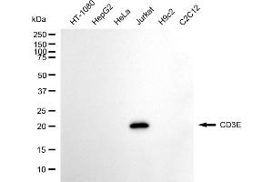 Western blotting analysis using CD3E antibody (ABIN7797964).
