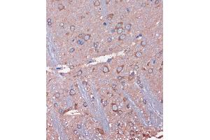 Immunohistochemistry of paraffin-embedded Rat brain using WDR61 Rabbit pAb (ABIN7271361) at dilution of 1:100 (40x lens). (WDR61 anticorps  (AA 1-305))