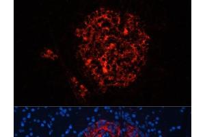 Immunofluorescence analysis of Rat pancreas using INS Polyclonal Antibody at dilution of 1:100. (Insulin anticorps)