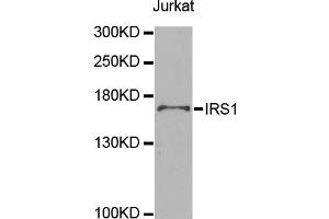 Western blot analysis of extracts of Jurkat cells, using IRS1 antibody (ABIN5998006) at 1/1000 dilution. (IRS1 anticorps)