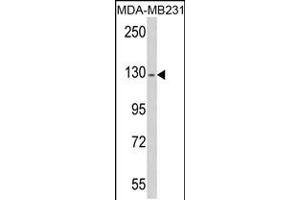 Western blot analysis of RASGRF1 antibody (S929) in MDA-MB231 cell line lysates (35ug/lane) (RASGRF1 anticorps  (AA 907-936))