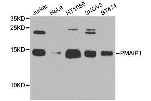 Western blot analysis of extracts of various cell lines, using PMAIP1 antibody. (NOXA anticorps  (AA 1-54))