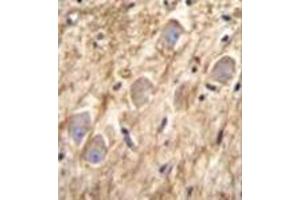 Immunohistochemistry analysis in formalin fixed and paraffin embedded human brain tissue reacted with PCDHGA8 Antibody (C-term) followed by peroxidase conjugation of the secondary antibody and DAB staining. (PCDHGA8 anticorps  (C-Term))